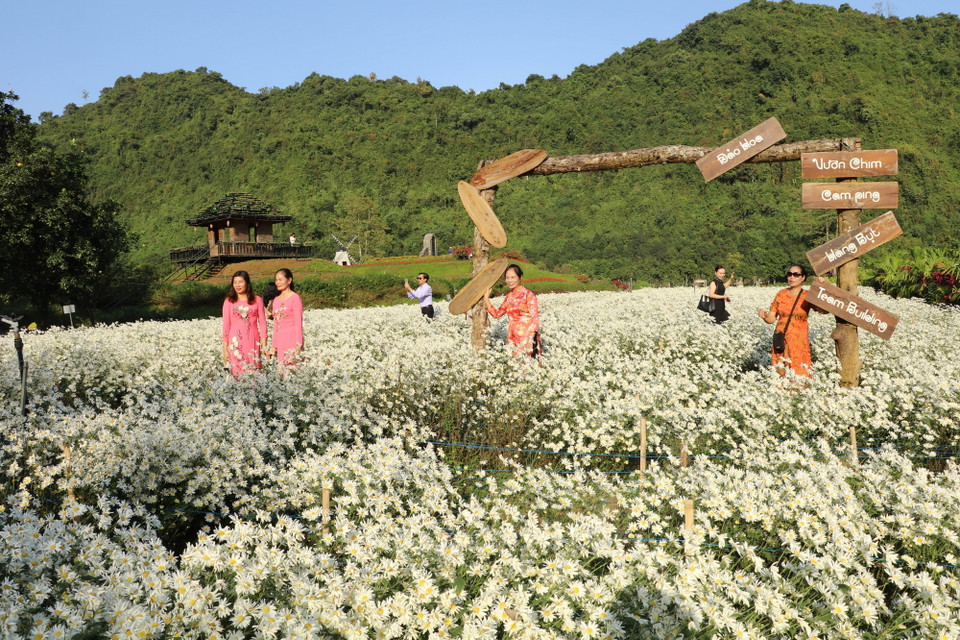 Ninh Bình vào mùa hoa cúc họa mi đã trở thành thời điểm lý tưởng để du khách. (Ảnh: Hải Yến/TTXVN)