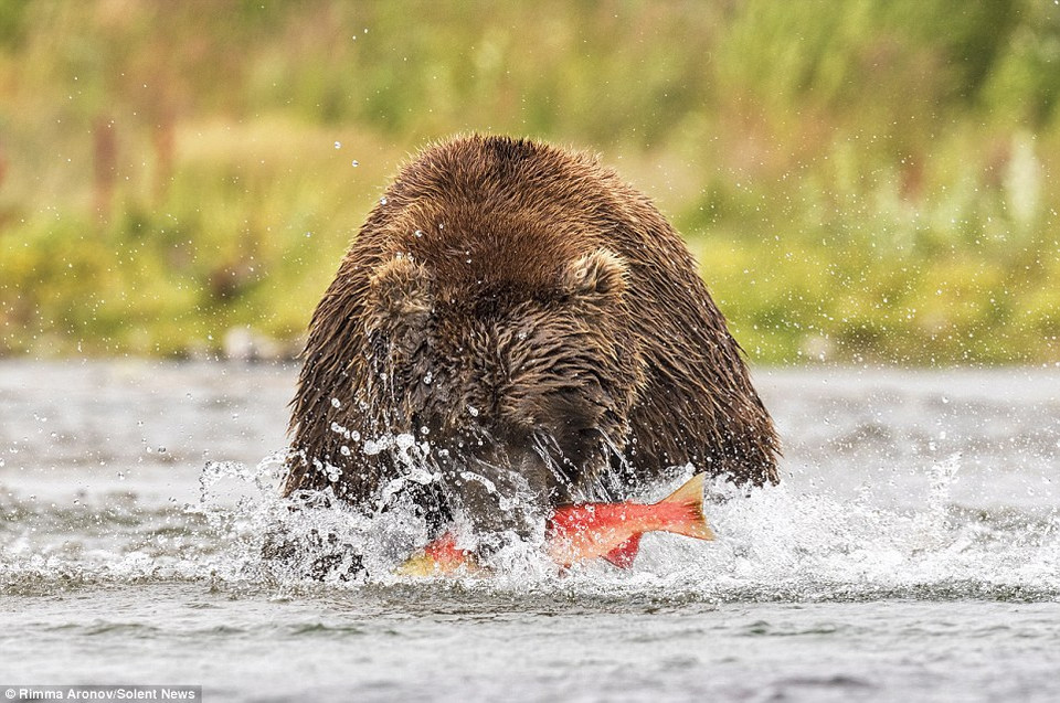 'Tôi thường xuyên tới khu vực này để quan sát những con gấu nâu bắt cá hồi. Mỗi con gấu đều có cách bắt mồi khá đặc trưng. Đây có lẽ là chú gấu có cách bắt cá hồi ấn tượng nhất tôi từng thấy' - ông Aronov chia sẻ. (Nguồn: Solent News)