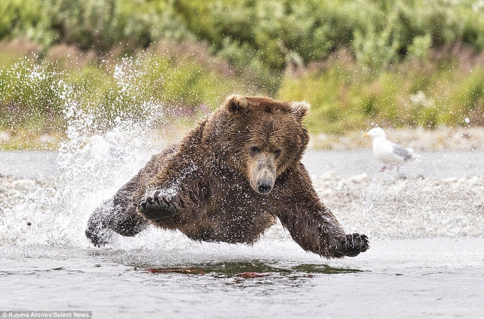 Con gấu nâu đang đứng trên bãi đất giữa hồ cùng đồng loại để săn cá hồi. (Nguồn: Solent News)