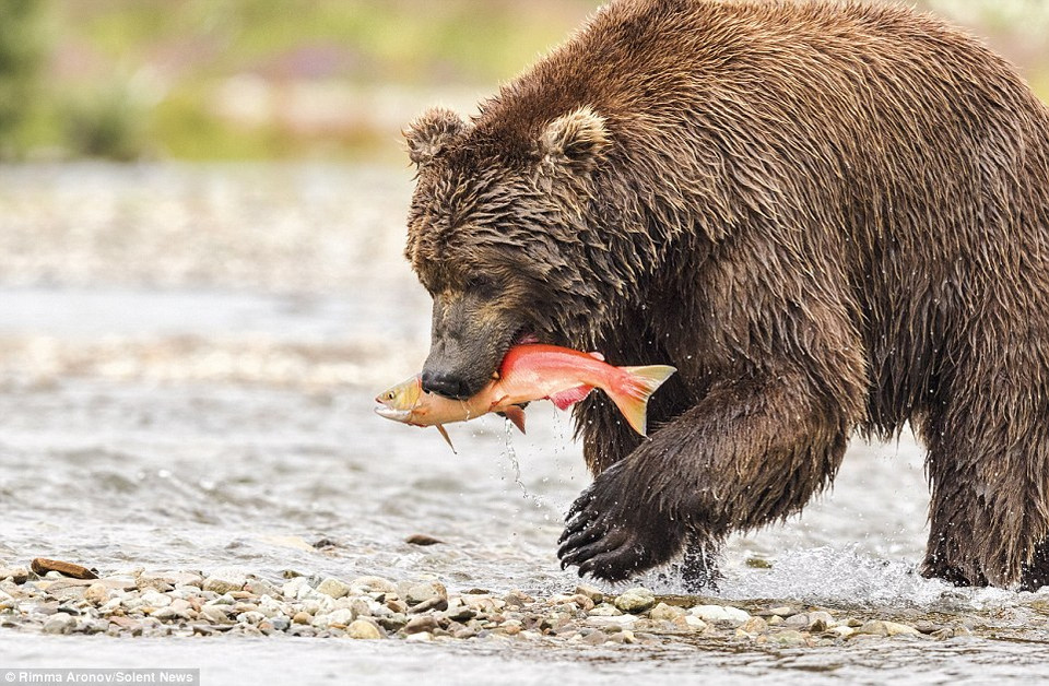 Aronov cho biết, ông đã quan sát những con gấu nâu trong khoảng 90 phút. (Nguồn: Solent News)
