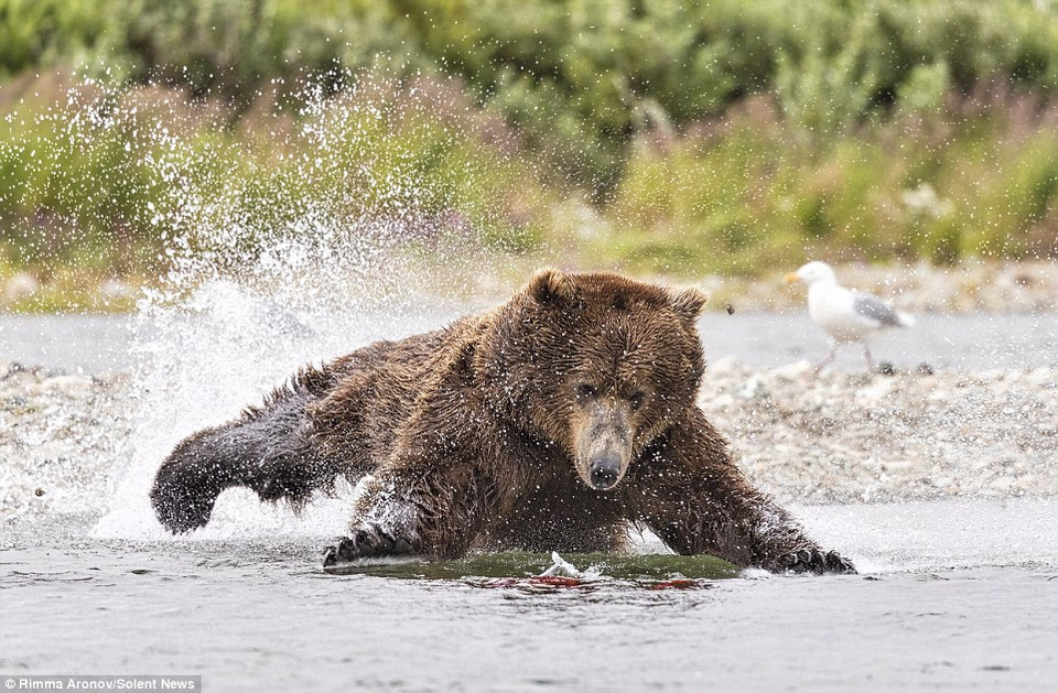 Khi thấy một con cá hồi lớn bơi gần đó, chú gấu đã lao xuống mặt nước để bắt cá. (Nguồn: Solent News)