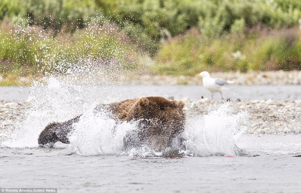 Chú gấu dang rộng chân tay, lao xuống mặt nước. (Nguồn: Solent News)