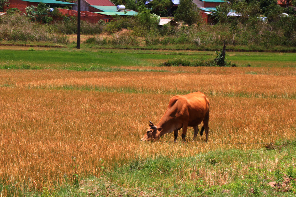 Cánh đồng tại xã Cư M’ta cháy khô chỉ có thể cho bò ăn. (Ảnh: Tuấn Anh/TTXVN)