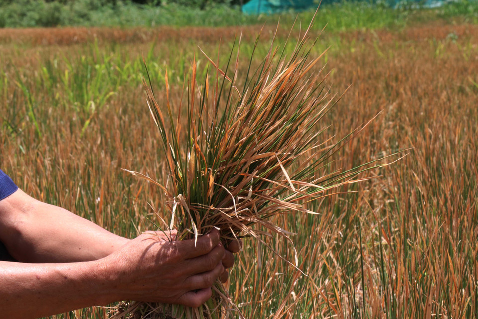 Nhiều diện tích lúa tại xã Cư M’ta, huyện M’Đrắk bị chết khô do hạn hán kéo dài. (Ảnh: Tuấn Anh/TTXVN)