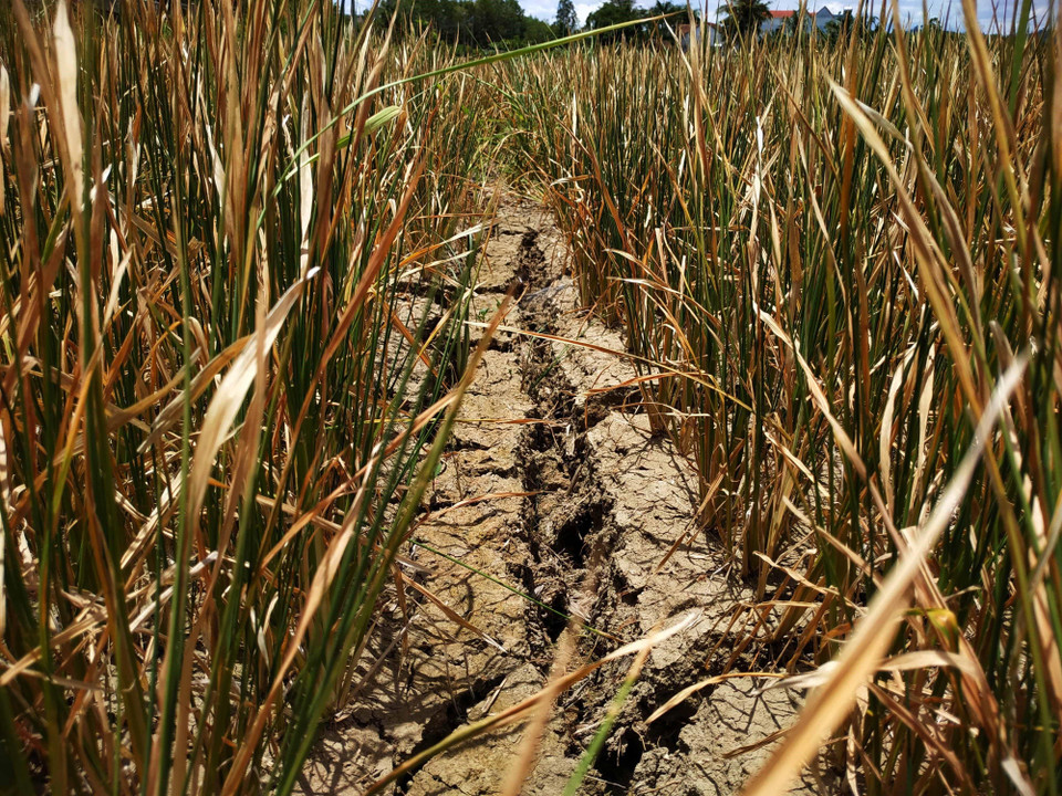 Nhiều diện tích lúa tại xã Cư M’ta, huyện M’Đrắk bị chết khô do hạn hán kéo dài. (Ảnh: Tuấn Anh/TTXVN)