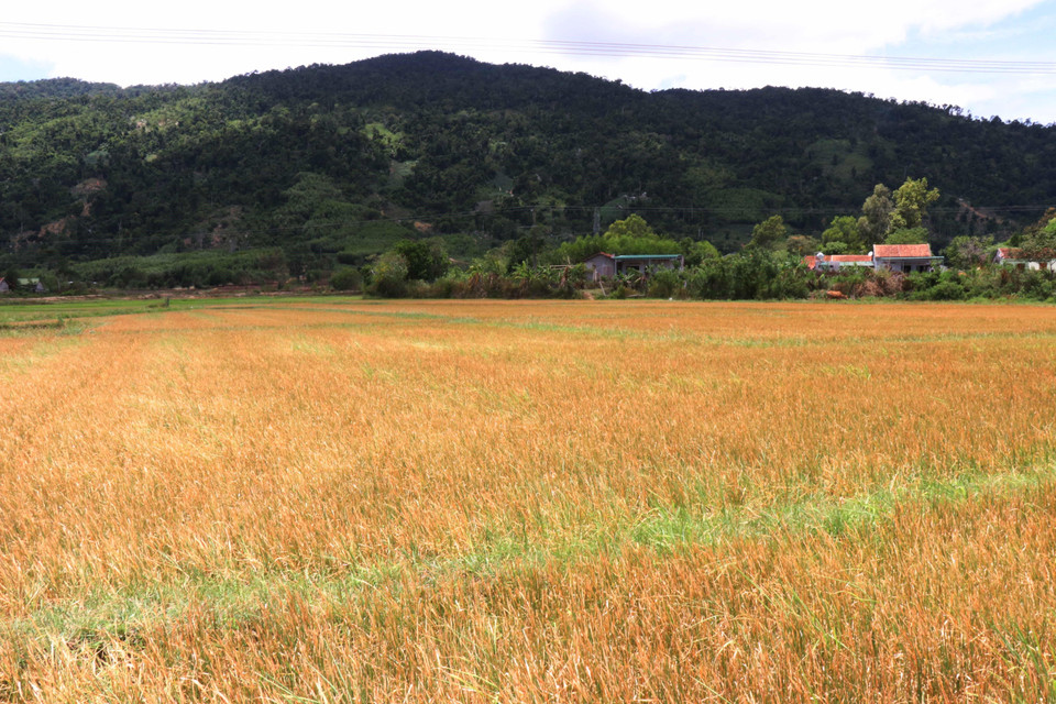 Nhiều diện tích lúa tại xã Cư M’ta, huyện M’Đrắk bị chết khô do hạn hán kéo dài. (Ảnh: Tuấn Anh/TTXVN)