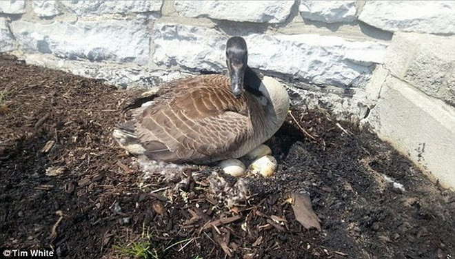 Tổ của con ngỗng đã bị cháy khi tàn thuốc lá vô tình bay vào đó. (Nguồn: Daily Mail)