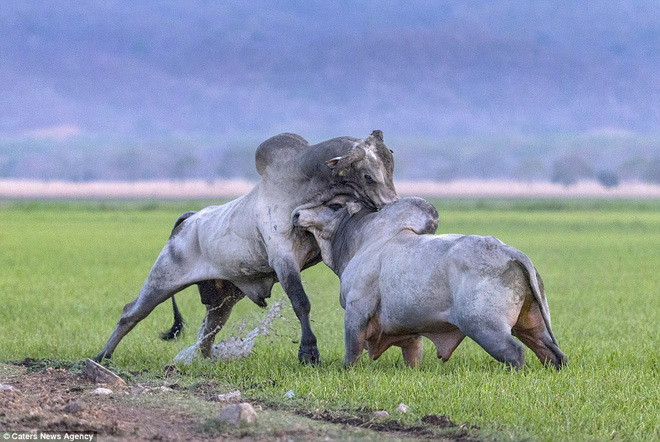 Hai con bò ra đòn rất quyết liệt. (Nguồn: Caters News Agency)