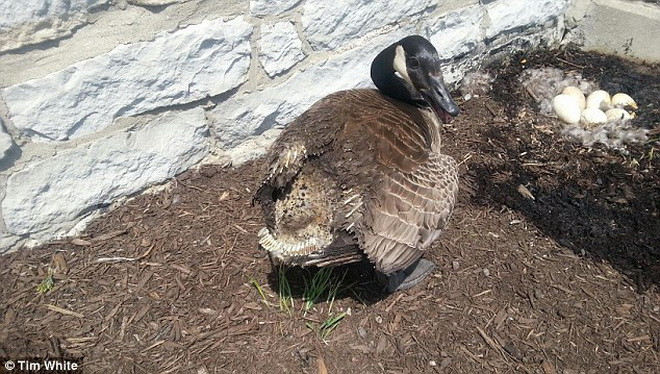 Con ngỗng đã bị bỏng nặng khi cố bảo vệ những quả trứng. (Nguồn: Daily Mail)