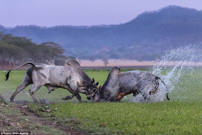 Cuộc chiến diễn ra trong vòng 5 phút. (Nguồn: Caters News Agency)