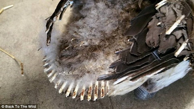  Các chuyên gia y tế cho biết con ngỗng sẽ không bao giờ bay được nữa. (Nguồn: Daily Mail)