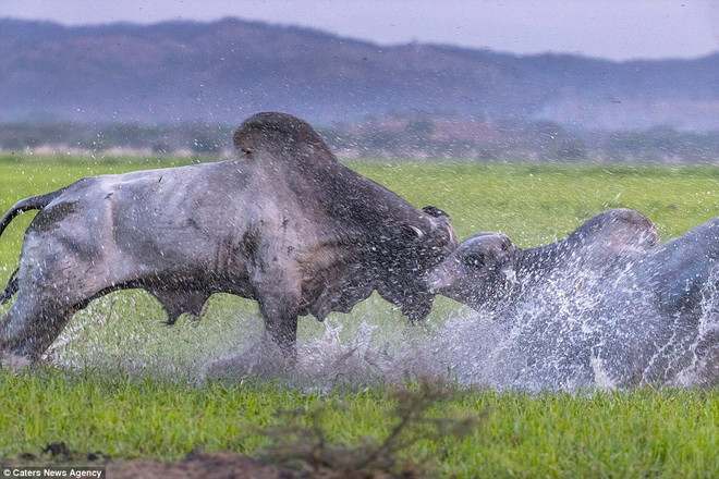 Cuộc chiến kết thúc khi một trong hai con bò ngậm ngùi bỏ đi. (Nguồn: Caters News Agency)
