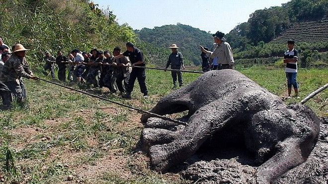 Chú voi vô tình bị mắc kẹt trong vũng lầy. (Nguồn: Daily Mail)