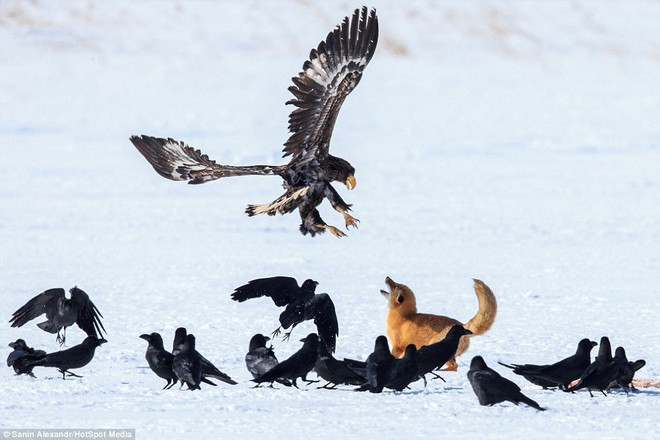 Con cáo thấy một khúc xương hươu và định tha về tổ. (Nguồn: Daily Mail)