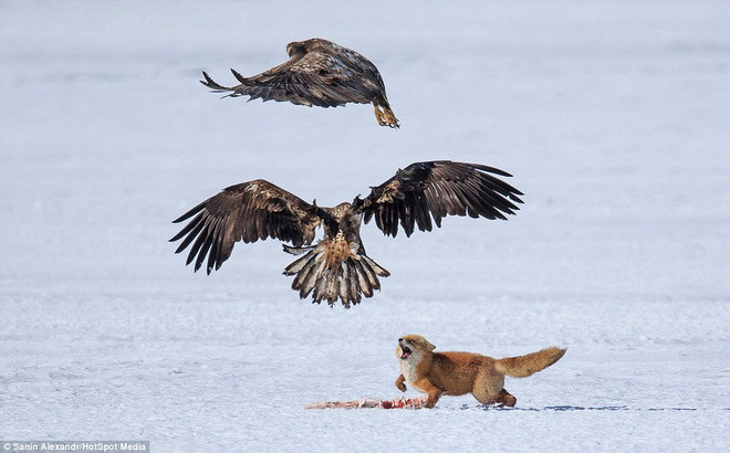 Con cáo phản ứng rất dữ dội. (Nguồn: Daily Mail)