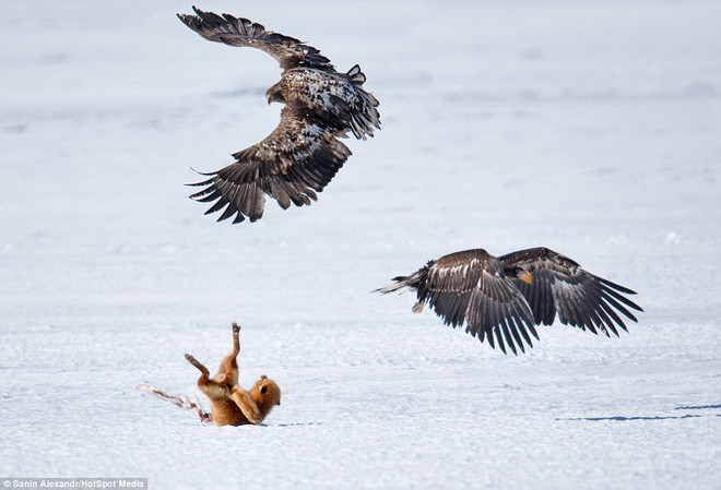 Tuy nhiên, khi nhận thấy sức mạnh vượt trội của đàn đại bàng, con cáo đã buộc phải nhả khúc xương ra. (Nguồn: Daily Mail)