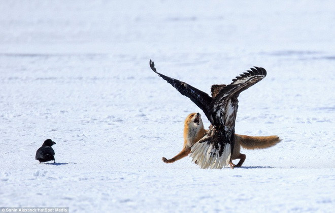 Phần thắng thuộc về những con đại bàng. (Nguồn: Daily Mail)