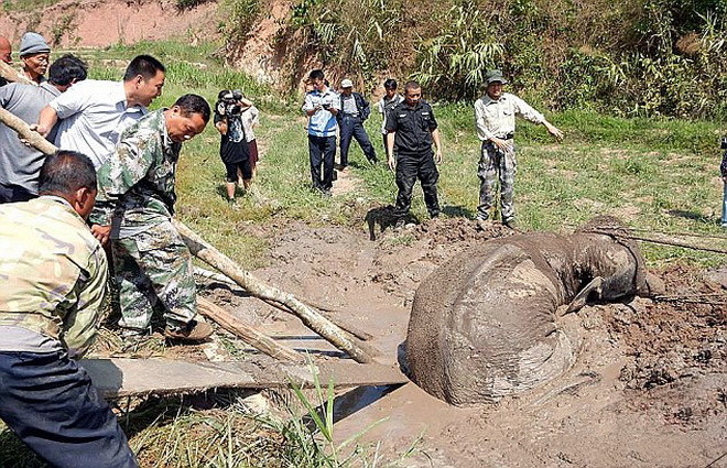 Sau ba tiếng đồng hồ, chú voi đã được kéo lên bờ thành công. (Nguồn: Daily Mail)