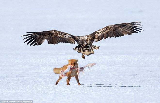  Tuy nhiên, những con đại bàng đã phát hiện ra và quyết định lao vào tấn công giành khúc xương. (Nguồn: Daily Mail)