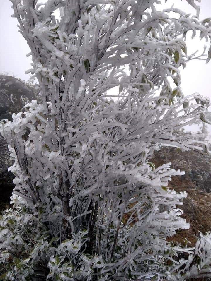 Băng giá xuất hiện ở núi Cao Ly, huyện Bình Liêu. (Ảnh: TTXVN phát)