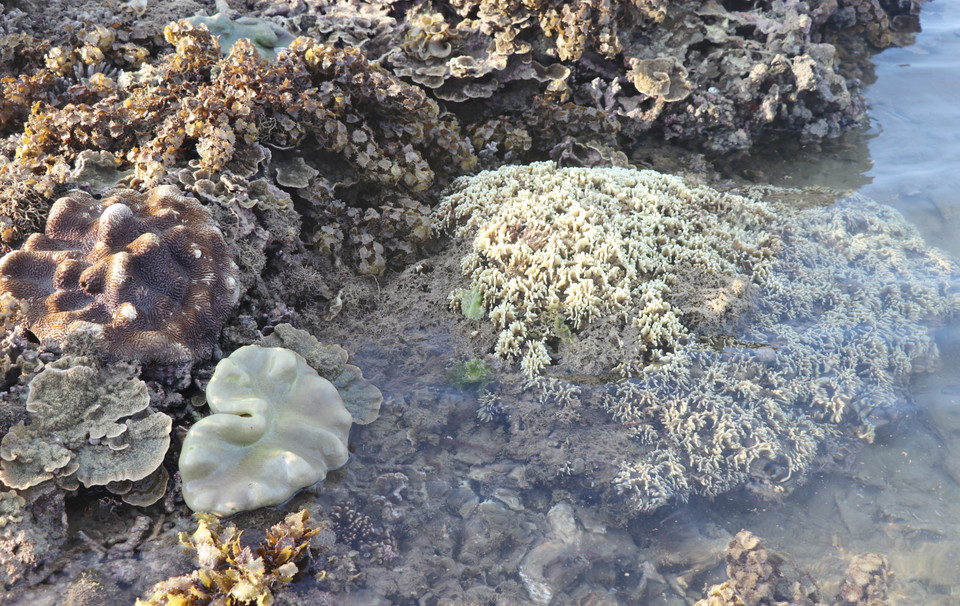 San hô Hòn Yến có 17 loài, phân bố gần bờ khu vực di tích. (Ảnh: Phạm Cường/TTXVN)