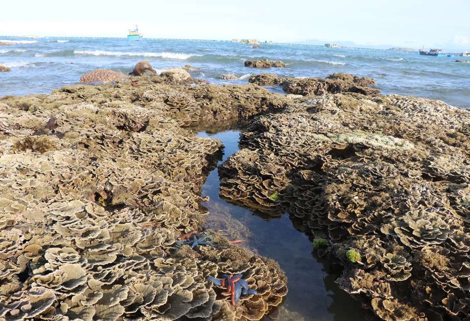 Khi thủy triều rút, những rạn san hô ở Hòn Yến sẽ lộ thiên. (Ảnh: Phạm Cường/TTXVN)