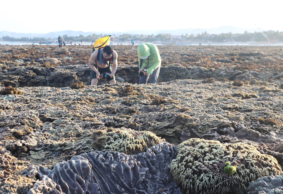 Những rạn san hô hình thành trên trầm tích núi lửa tại Di tích danh thắng quốc gia Hòn Yến. (Ảnh: Phạm Cường/TTXVN)