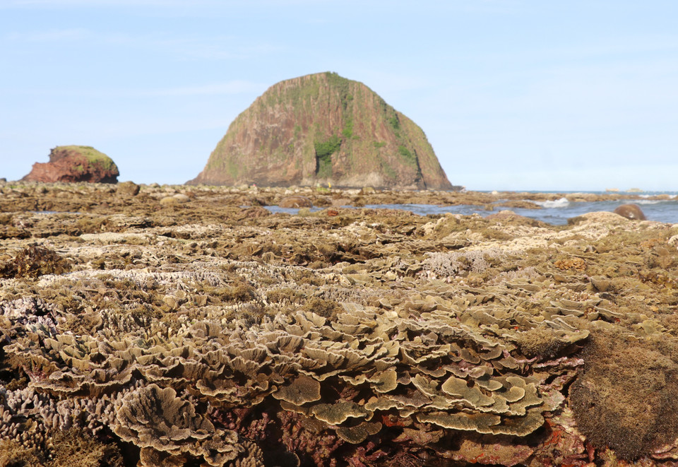 San hô hình thành trên trầm tích núi lửa phần lớn là loại san hô cứng. (Ảnh: Phạm Cường/TTXVN)