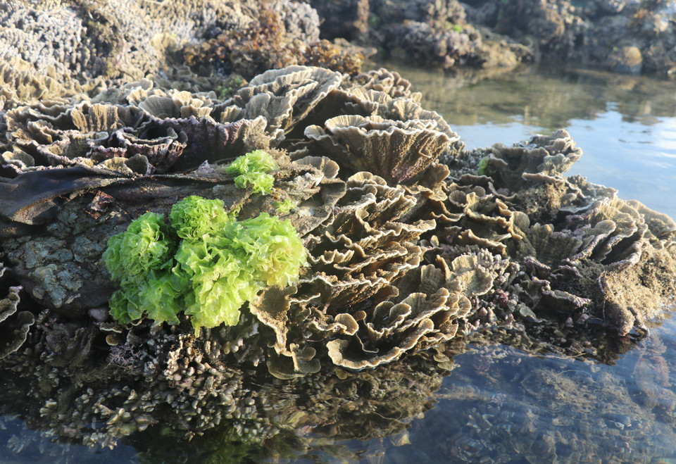 Những bông hoa san hô hình thành trên trầm tích núi lửa ở Hòn Yến. (Ảnh: Phạm Cường/TTXVN)