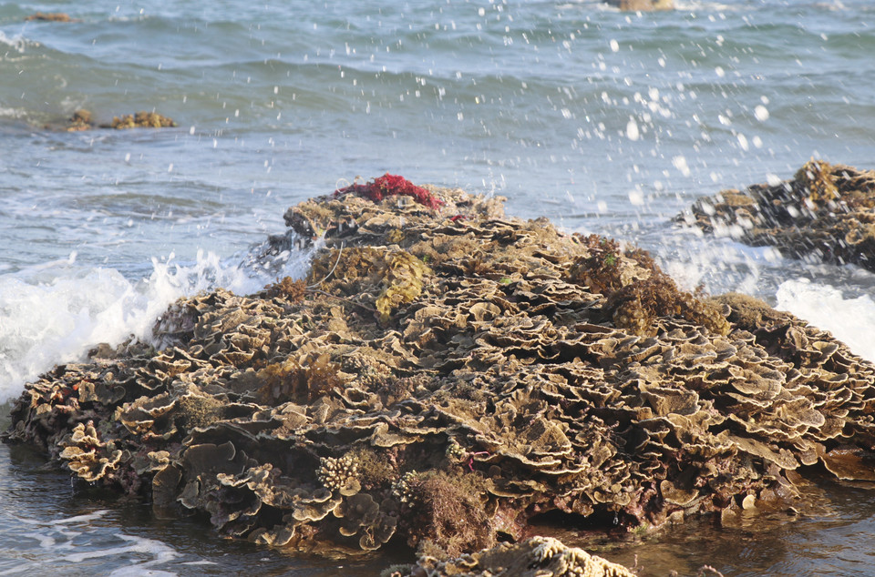Di tích danh thắng quốc gia Hòn Yến, xã An Hòa Hải, huyện Tuy An, Phú Yên có 17 loài san hô sinh sống. Do được hình thành trên trầm tích của núi lửa nên san hô ở Hòn Yến mang vẻ đẹp riêng khác biệt so với một số loại san hô khác phân bố ở các vùng biển nước sâu ở các địa phương khác. (Ảnh: Phạm Cường/TTXVN) 