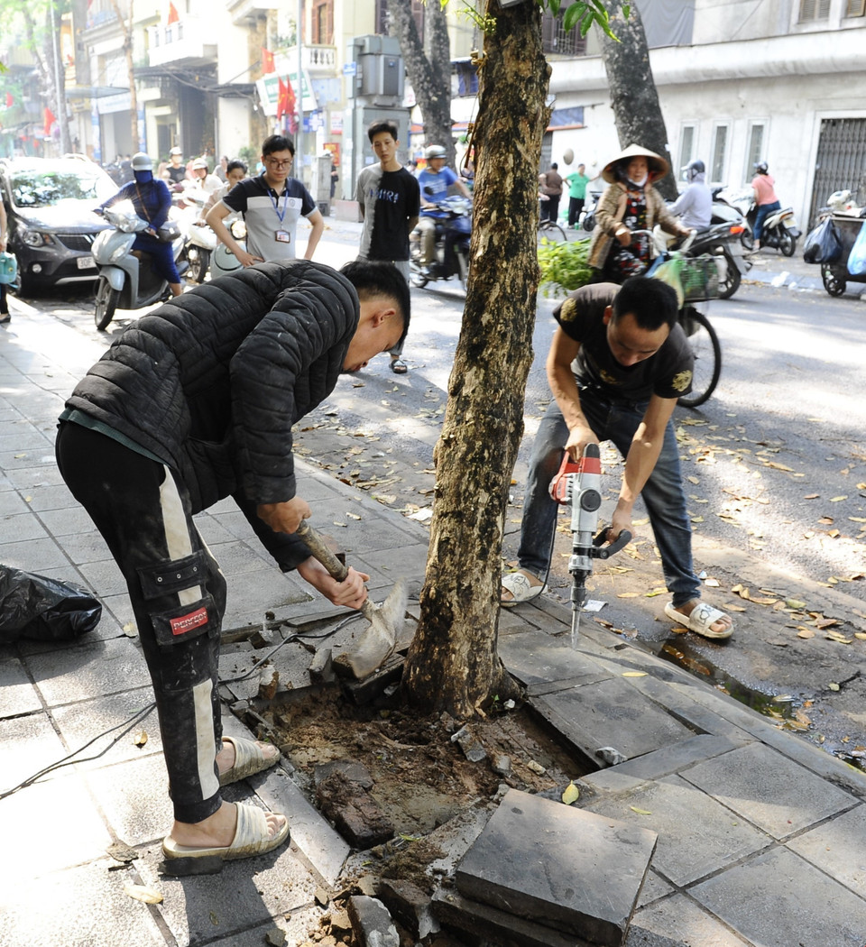 Những mảng ximăng, đá xây bít quanh gốc cây bị tháo dỡ. (Ảnh: Mạnh Khánh/TTXVN)