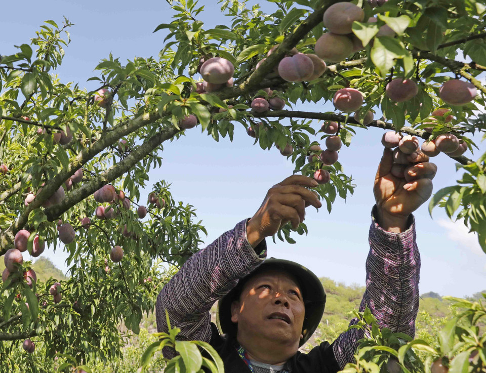 Những năm gần đây, cây mận không chỉ là cây xóa đói, giảm nghèo cho đồng bào vùng cao nơi đây mà còn là cây có giá trị, giúp nhiều hộ gia đình trở nên khá giả. (Ảnh: Trần Việt/TTXVN)