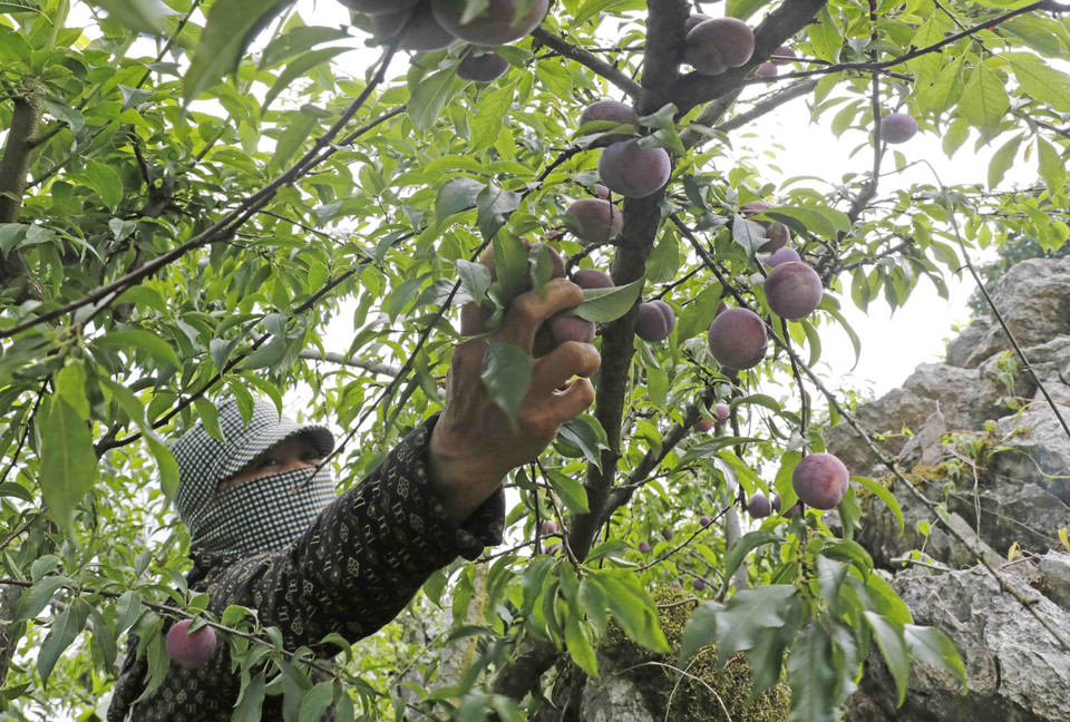 Những vườn mận trên núi cao của đồng bào Mông ở bản Tà Số, xã Chiềng Hắc, huyện Mộc Châu (Sơn La) cho chất lượng quả tốt. (Ảnh: Trần Việt/TTXVN)