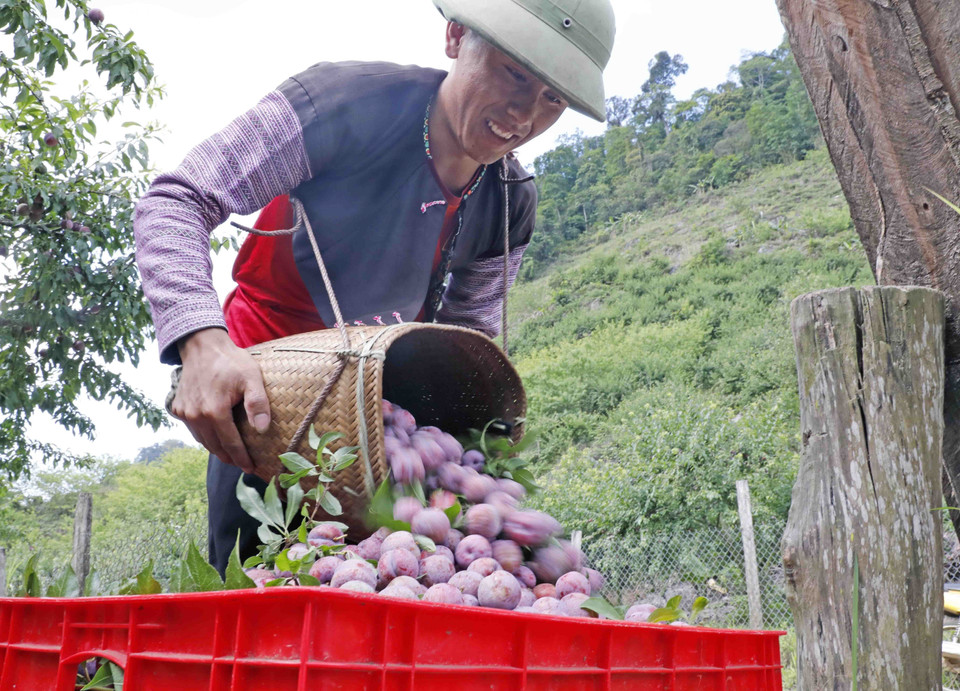 Niềm vui được mùa mận của anh Hạng A Chu ở bản Tà Số 1, xã Chiềng Hắc, huyện Mộc Châu (Sơn La). (Ảnh: Trần Việt/TTXVN)