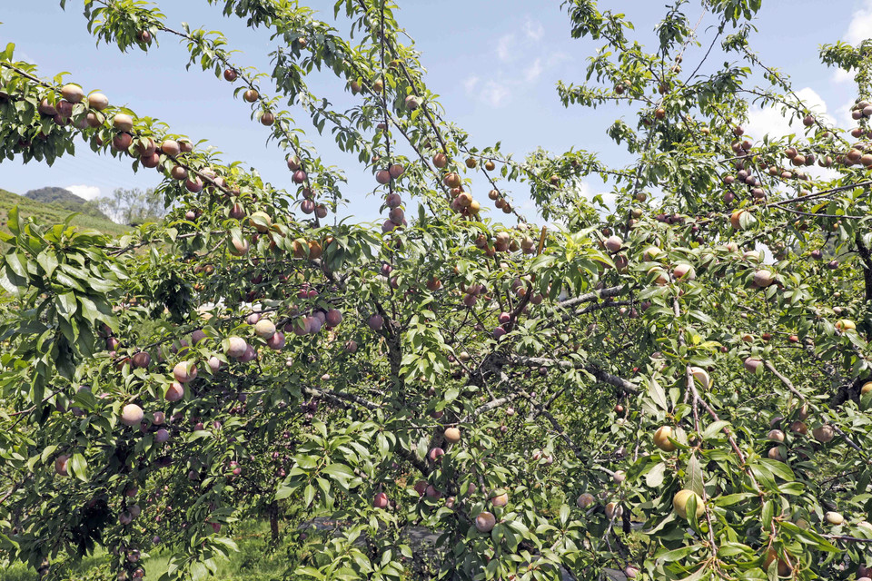 Mận hậu của Hợp tác xã 19/5 ở thị trấn Nông trường Mộc Châu được chăm sóc đúng quy trình theo tiêu chuẩn VietGAP cho năng suất và chất lượng tốt. (Ảnh: Trần Việt/TTXVN)