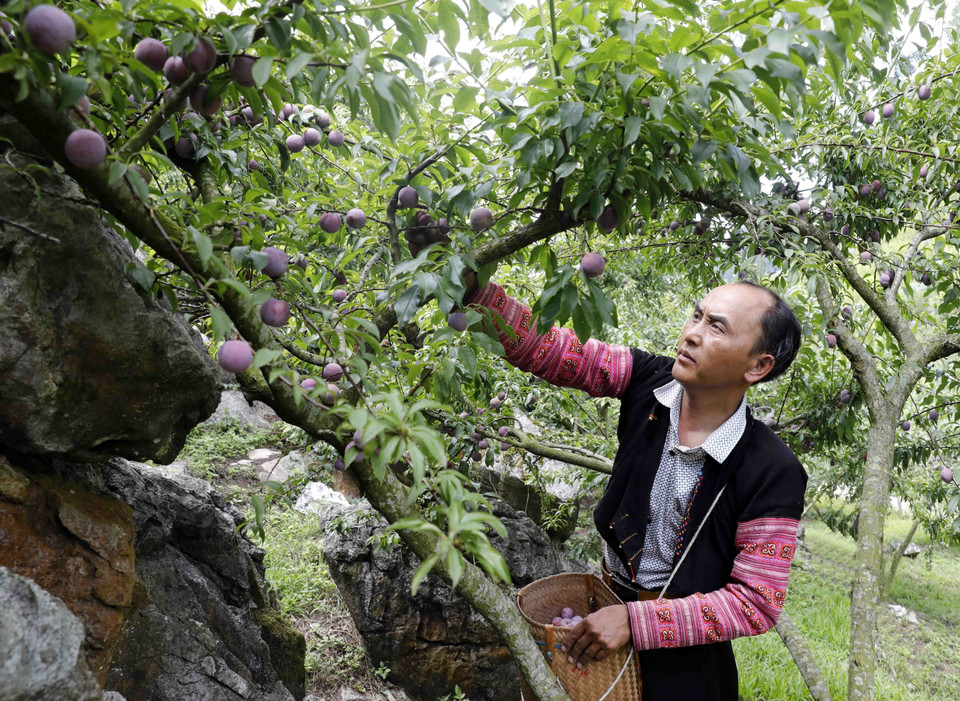 Những năm gần đây, cây mận không chỉ là cây xóa đói, giảm nghèo cho đồng bào vùng cao nơi đây mà còn là cây có giá trị, giúp nhiều hộ gia đình trở nên khá giả. (Ảnh: Trần Việt/TTXVN)