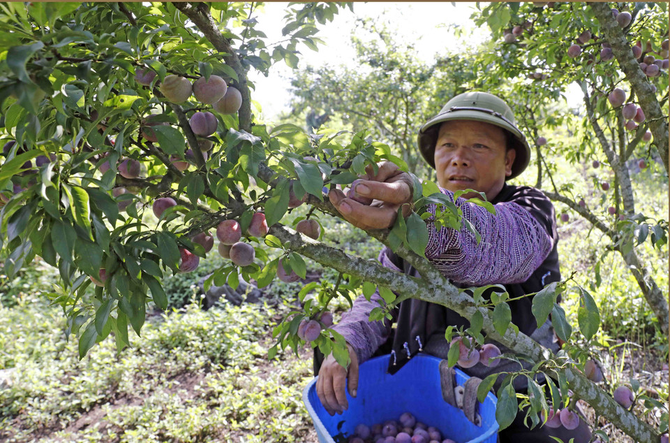 Gia đình anh Mùa A Của, dân tộc Mông ở bản Tà Số, xã Chiềng Hắc có hơn 500 cây mận, mỗi năm thu hàng tấn quả. (Ảnh: Trần Việt/TTXVN)