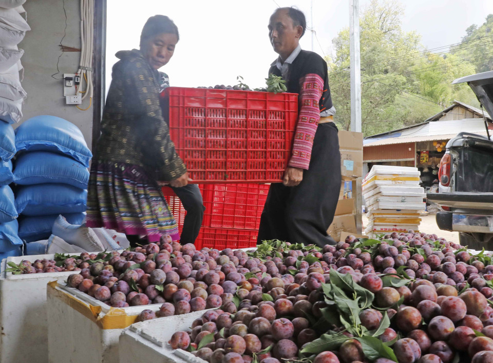 Một điểm thu mua mận ở bản Tà Số 1, xã Chiềng Hắc, huyện Mộc Châu (Sơn La). (Ảnh: Trần Việt/TTXVN)