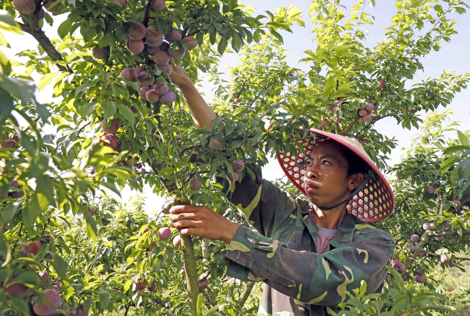 Năm 2023, toàn huyện Mộc Châu, tỉnh Sơn La có hơn 3.200ha vườn, đồi trồng mận, mỗi ha cho thu nhập từ 300 đến 500 triệu đồng/ha nếu áp dụng kỹ thuật cao trong chăm sóc. (Ảnh: Trần Việt/TTXVN)