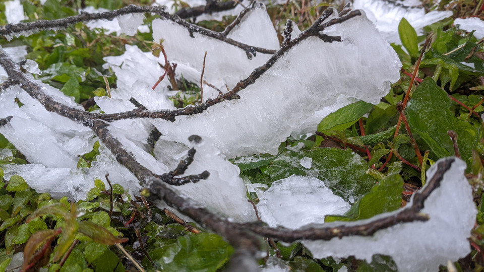 Băng giá bao phủ khá dày trên các cành cây, ngọn cỏ tạo thành những cây băng trắng xóa. (Ảnh: Hà Cương/TTXVN phát)
