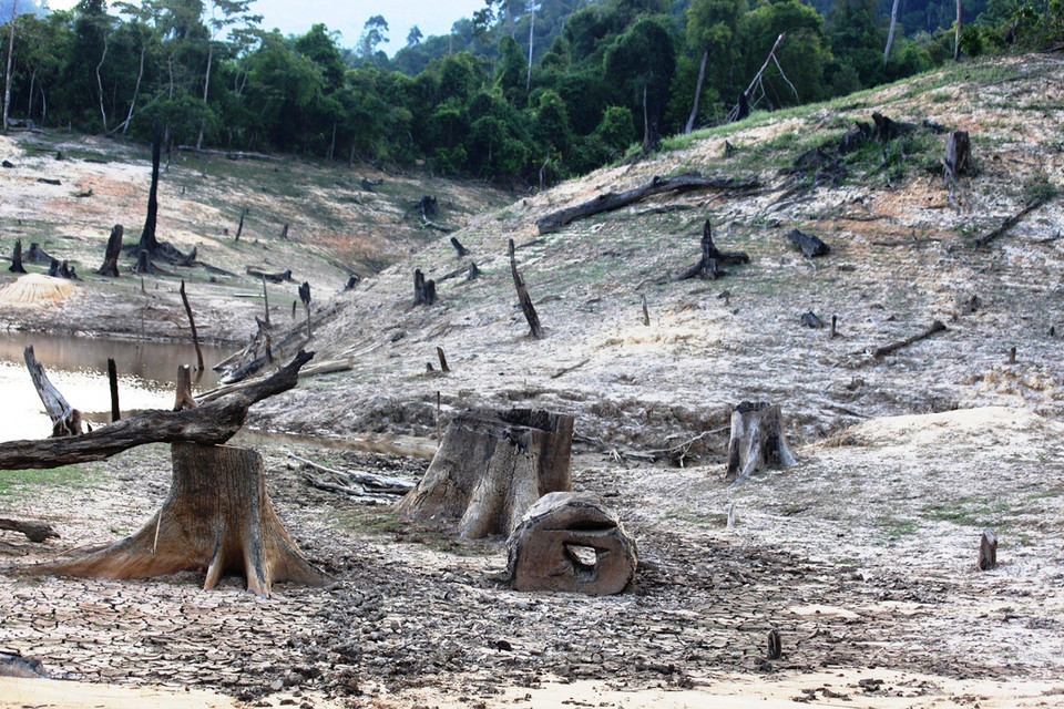 Để tận dụng tài nguyên rừng, Ủy ban Nhân dân tỉnh Quảng Nam đã cho phép cơ quan chức năng tận thu gỗ trong lòng hồ thủy điện Sông Bung 4. (Ảnh: Hùng Võ/Vietnam+)
