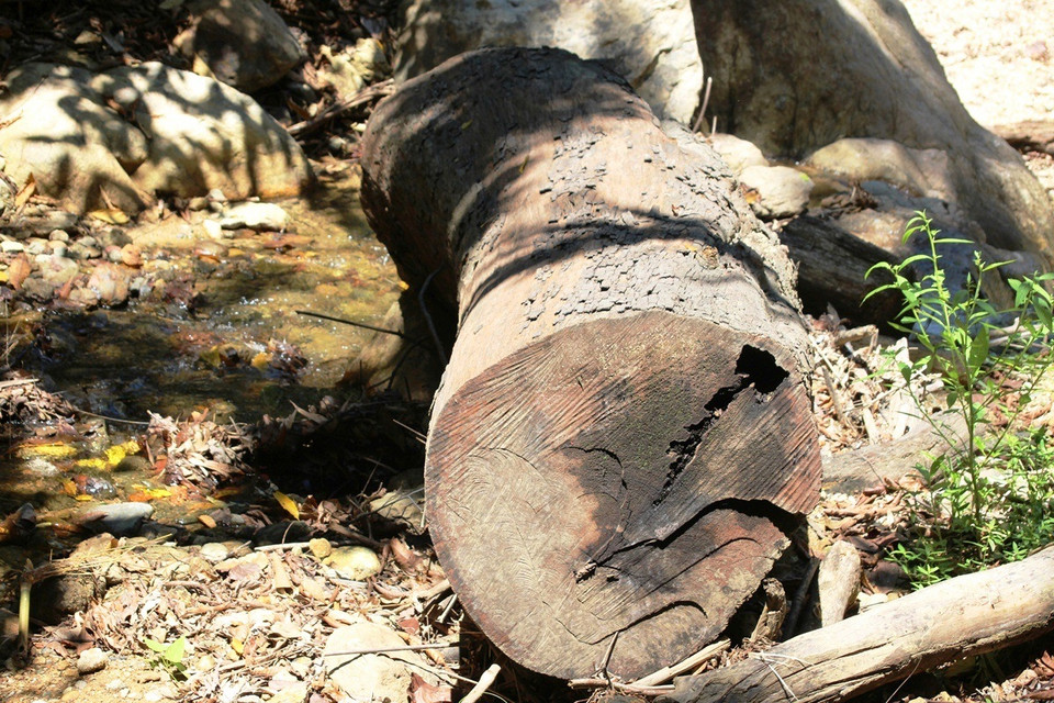 Một cây cổ thụ vừa bị chặt hạ vẫn còn tươi. (Ảnh: Hùng Võ/Vietnam+)