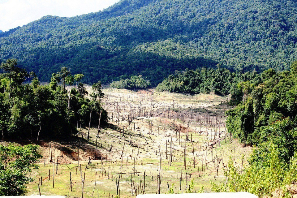 Thủy điện Sông Bung 4 chính thức tích nước từ ngày 1/8/2014, trong thời gian này đã làm ngập hơn 65ha rừng đặc dụng, rừng phòng hộ trong phạm vi lòng hồ. Hàng ngàn gốc cây cổ thụ nằm ngổn ngang dưới đáy hồ thủy điện. (Ảnh: Hùng Võ/Vietnam+)