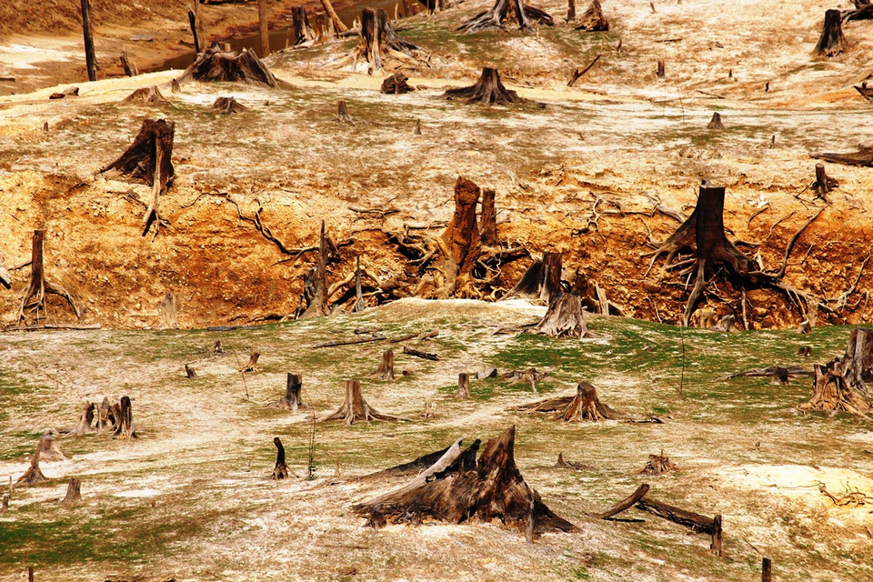 Những gốc cây cổ thụ nằm ngổn ngang dưới đáy hồ thủy điện Khe Diên.(Ảnh: Hùng Võ/Vietnam+)