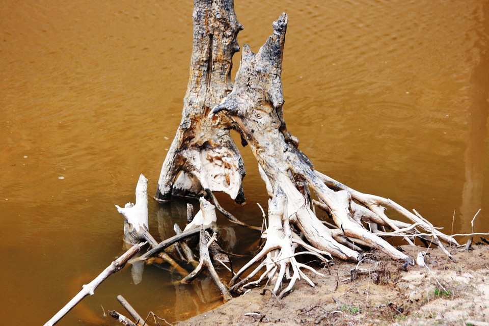 Cây chết đứng tại khu vực lòng hồ thủy điện Khe Diên.(Ảnh: Hùng Võ/Vietnam+)