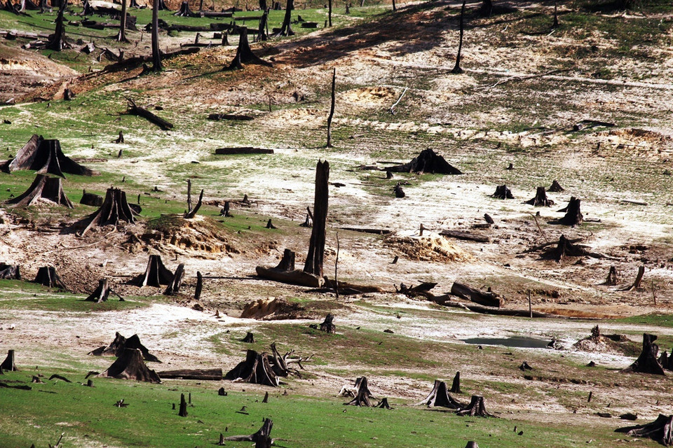 Một góc 'nghĩa địa cây' dưới đáy hồ thủy điện. (Ảnh: Hùng Võ/Vietnam+)