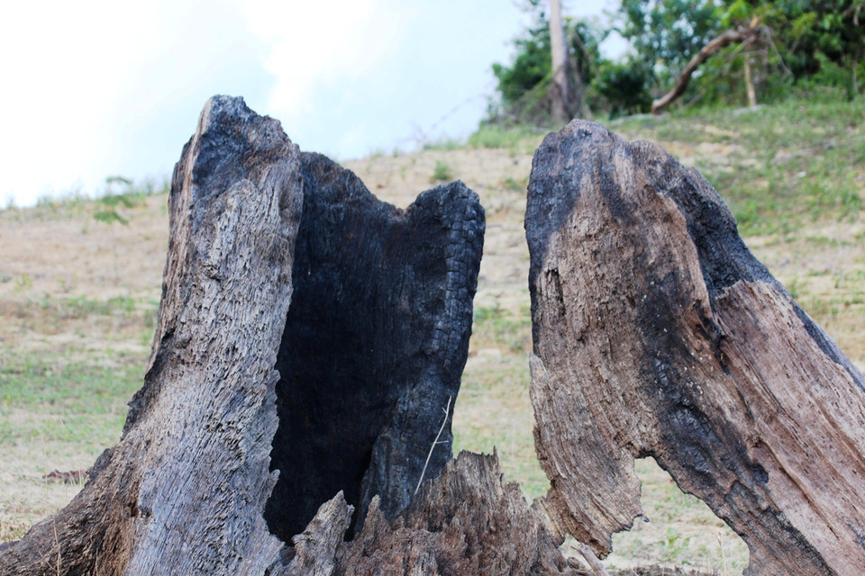 Một gốc cây cổ thụ bị đốt cháy tại khu vực lòng hồ thủy điện Khe Diên.(Ảnh: Hùng Võ/Vietnam+)