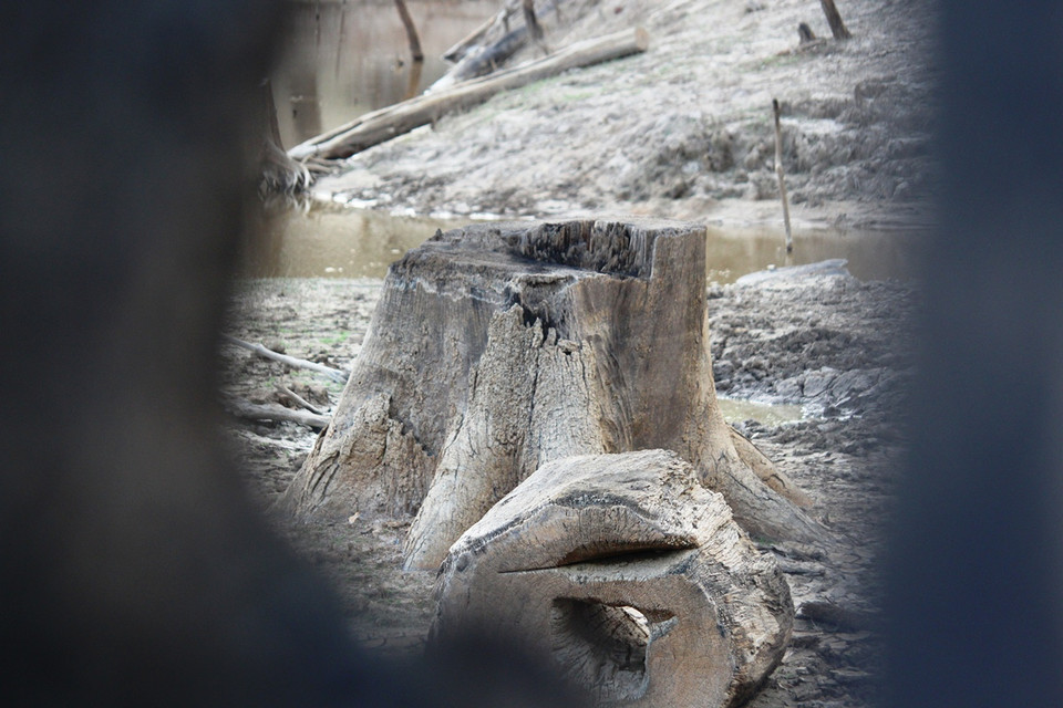 Hiện trạng khu 'nghĩa địa rừng tự nhiên' dưới đáy lòng hồ thủy điện Khe Diên.(Ảnh: Hùng Võ/Vietnam+)