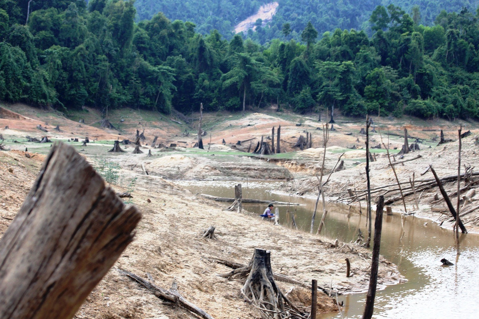 Thủy điện “nuốt” rừng, cây cổ thụ bị đốn hạ để nhường chỗ cho hồ nước mênh mông. (Ảnh: Hùng Võ/Vietnam+)