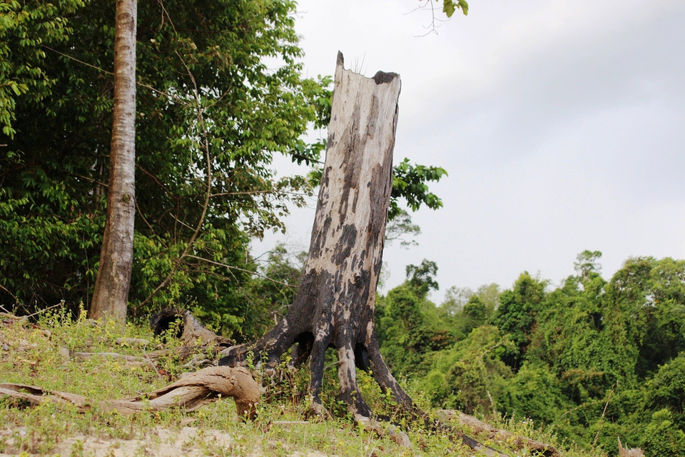 Cây chết đứng tại khu vực lòng hồ thủy điện Khe Diên.(Ảnh: Hùng Võ/Vietnam+)